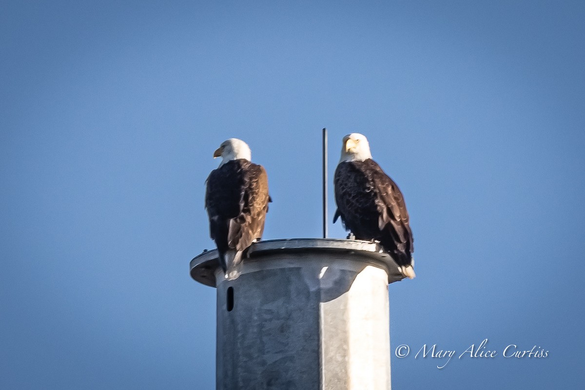 Bald Eagle - ML647464625