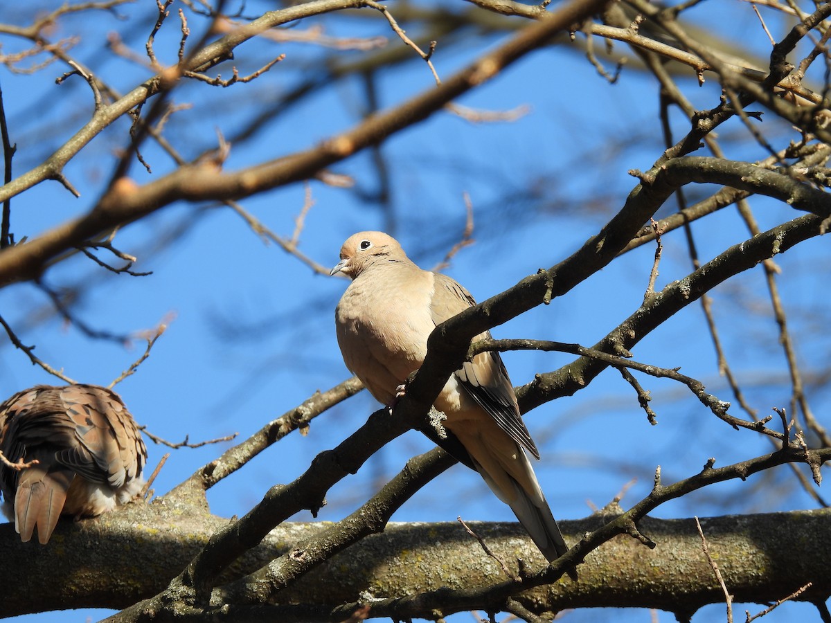 Mourning Dove - ML647464626