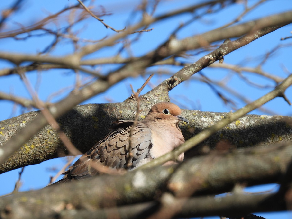 Mourning Dove - ML647464627