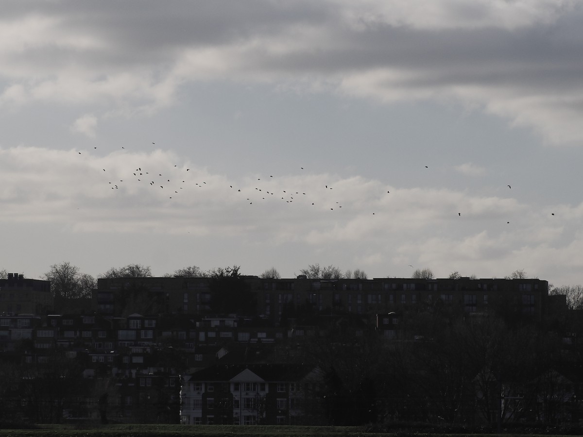 Northern Lapwing - ML647464628
