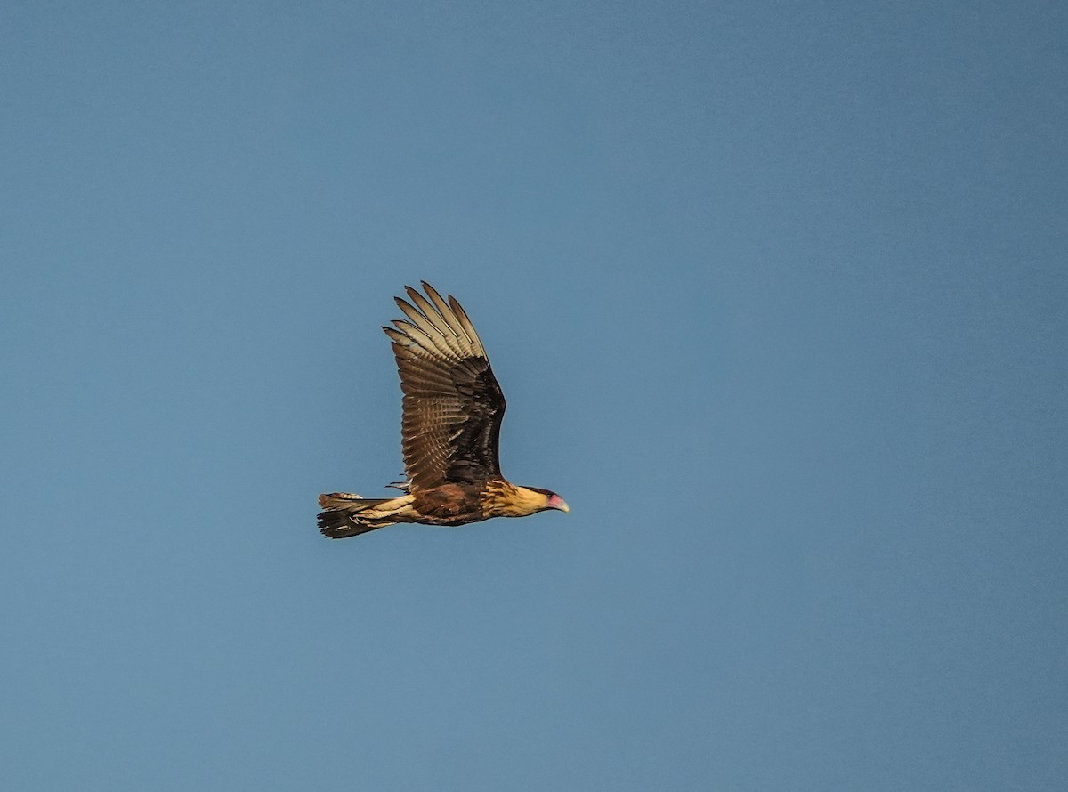 Crested Caracara - ML647464629