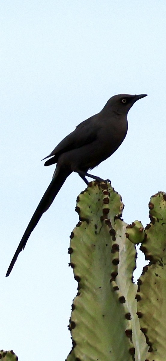 Ashy Starling - ML647464631