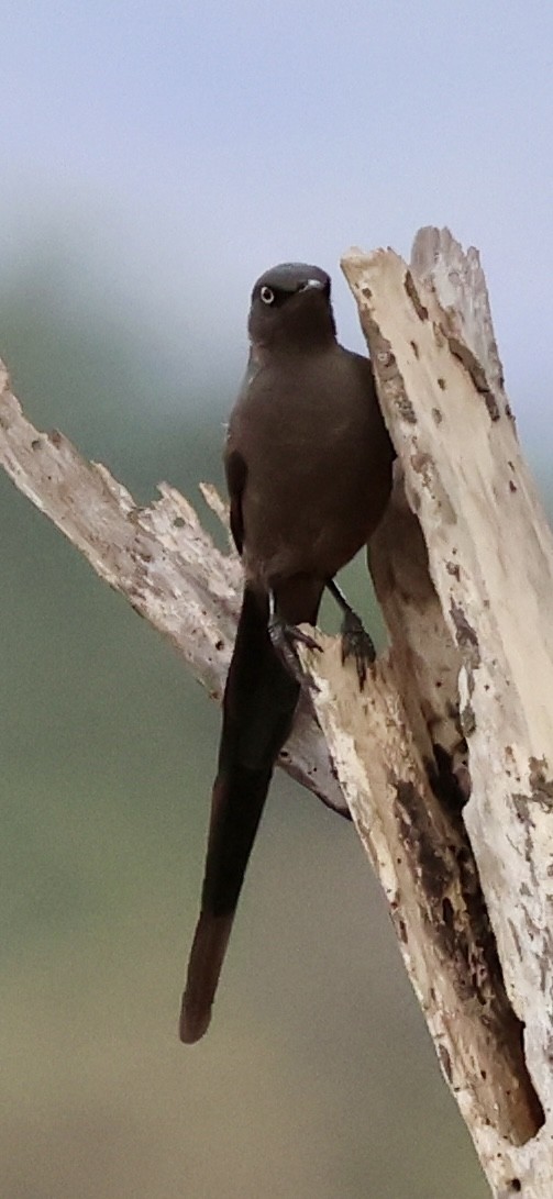 Ashy Starling - ML647464632