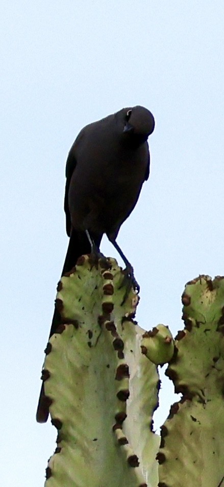 Ashy Starling - ML647464633