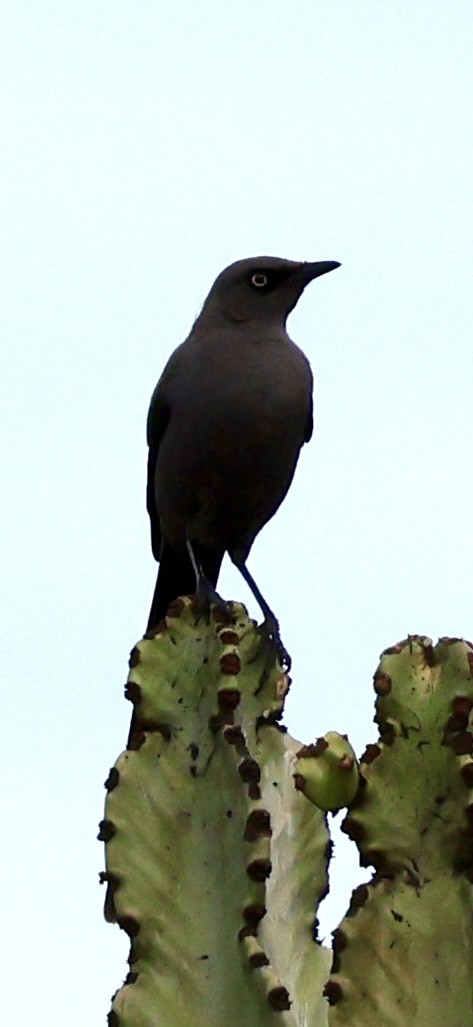 Ashy Starling - ML647464636