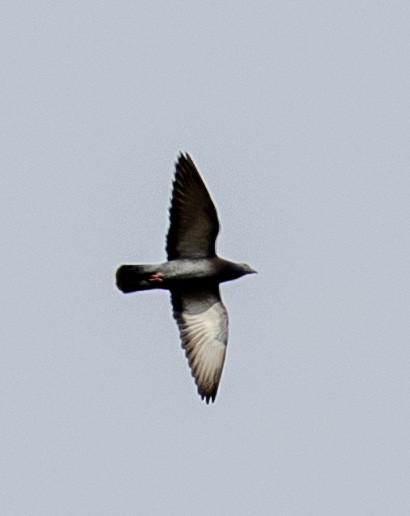 Rock Pigeon (Feral Pigeon) - ML647464638