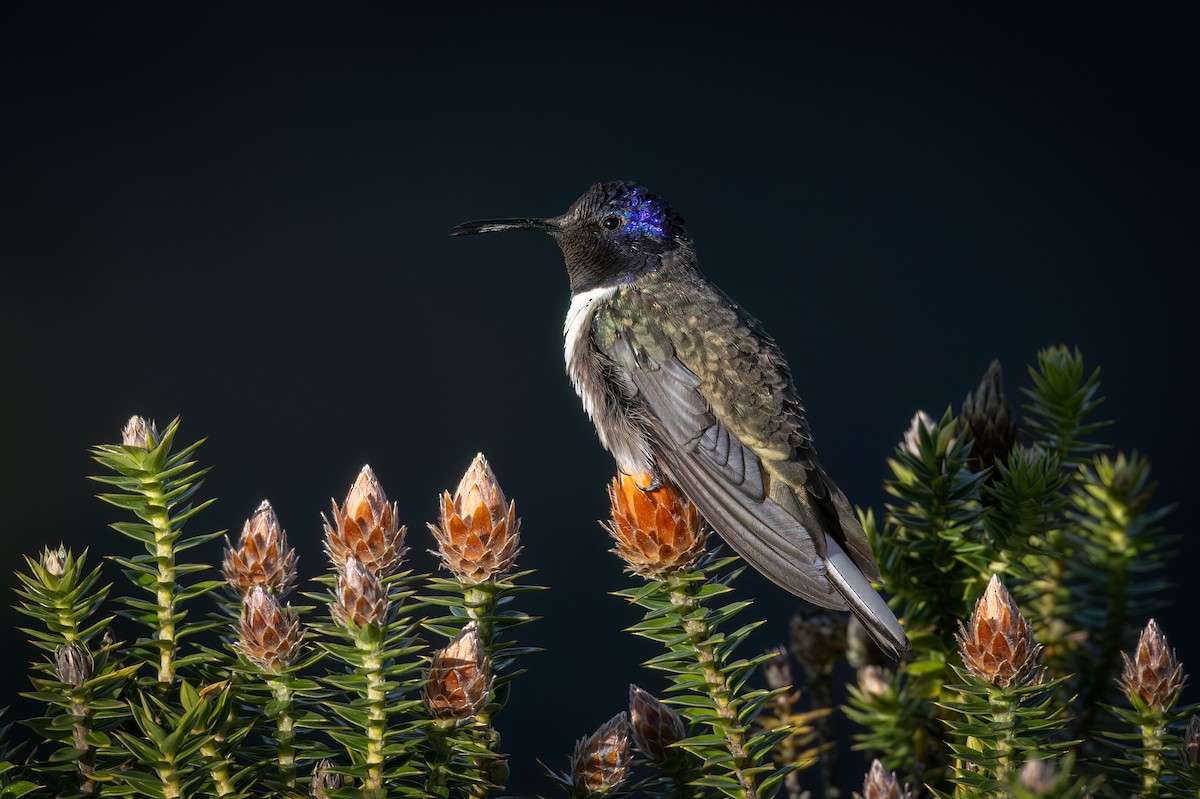 Ecuadorian Hillstar - ML647464640