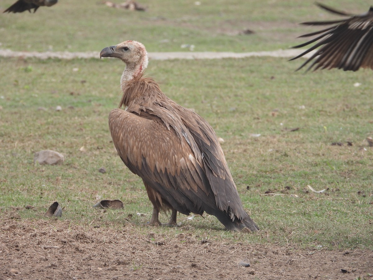 Eurasian Griffon - ML647464641