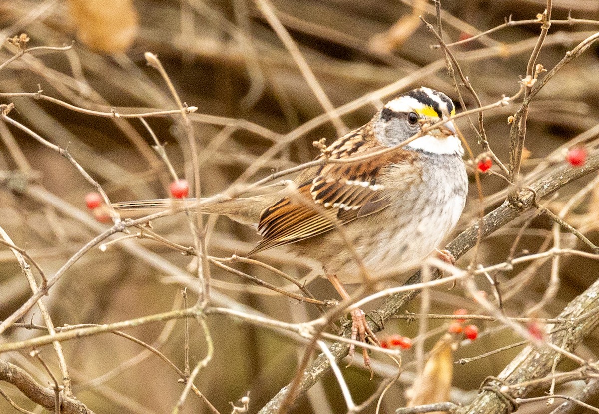 White-throated Sparrow - ML647464642