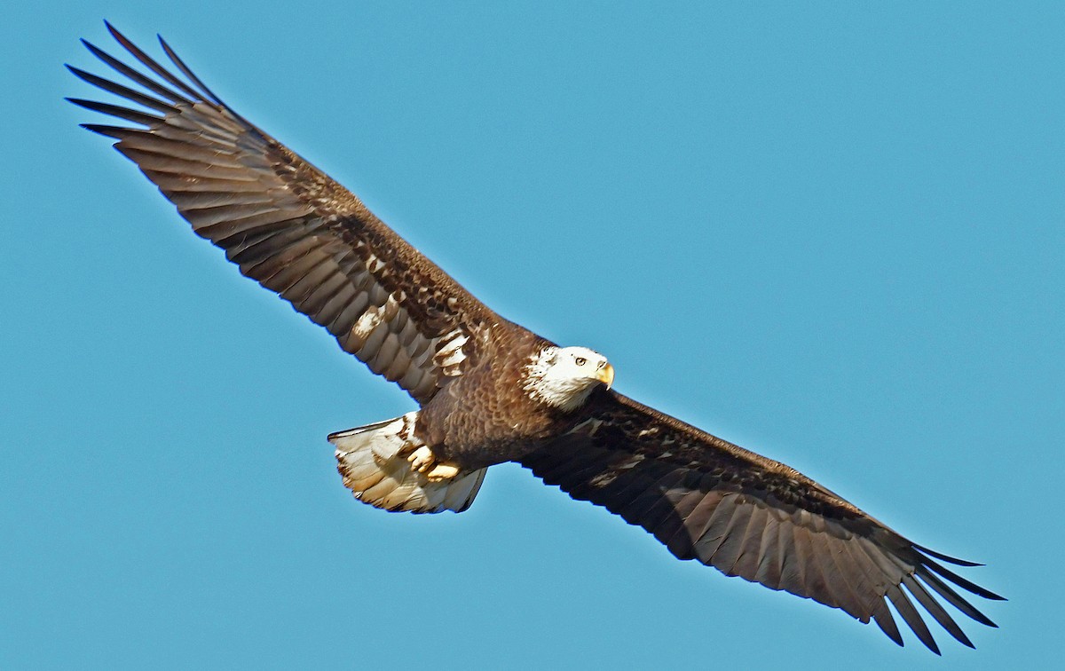 Bald Eagle - ML647464643