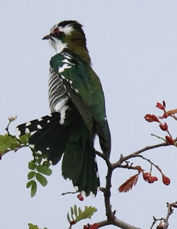 Dideric Cuckoo - ML647464644