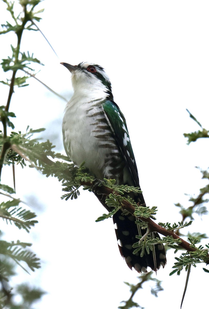 Dideric Cuckoo - ML647464645