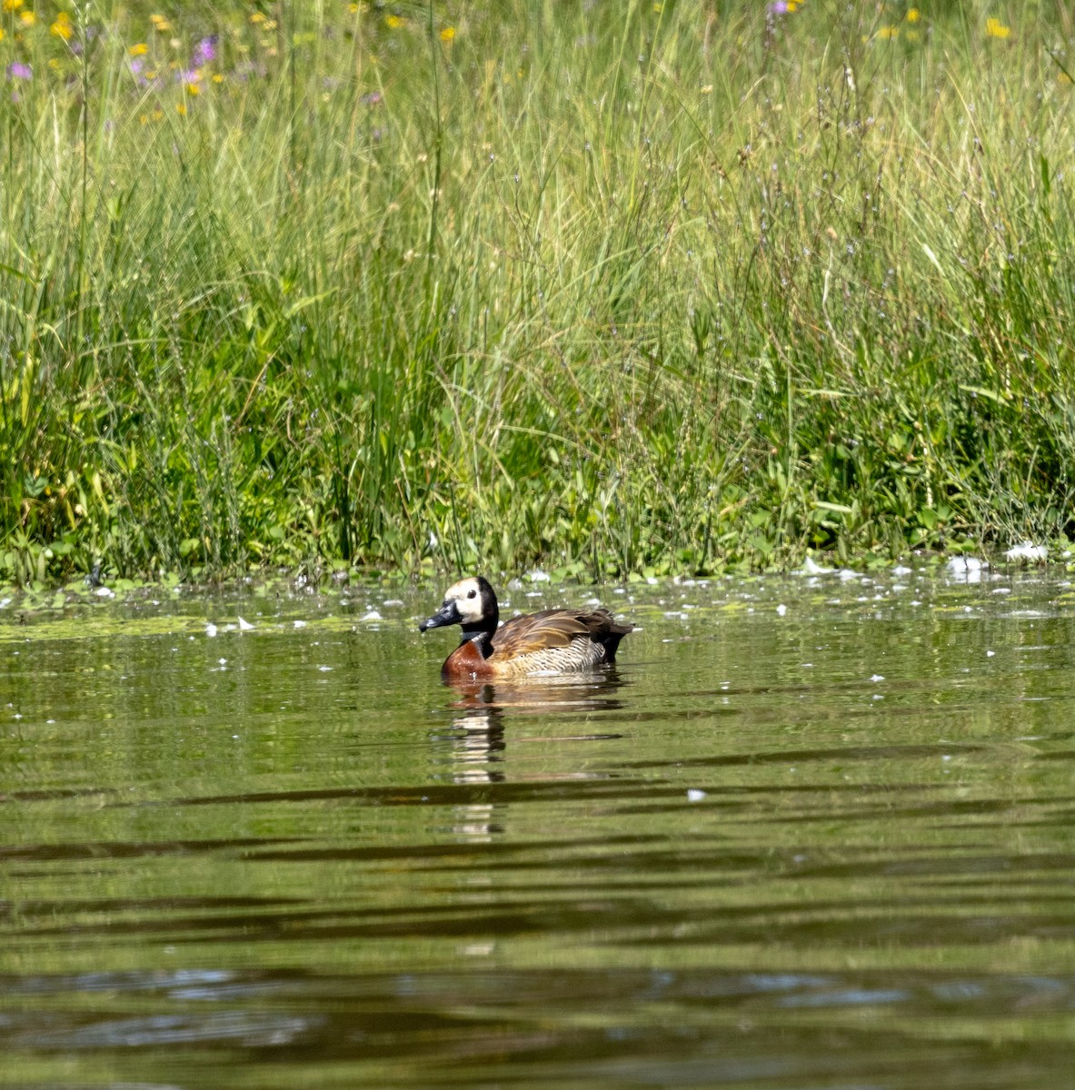 White-faced Whistling-Duck - ML647464646
