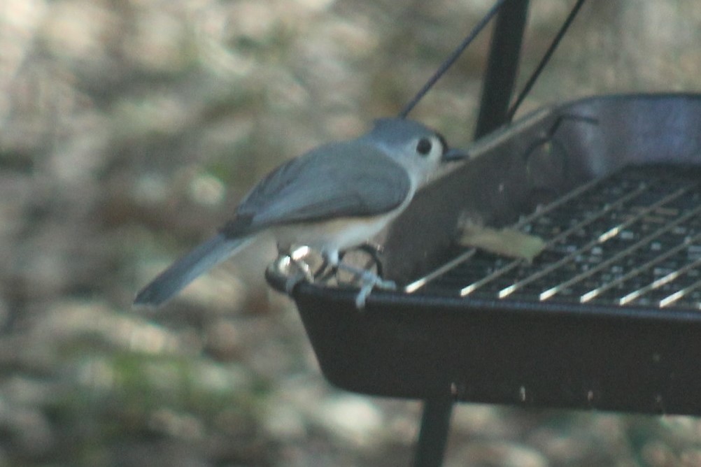 Tufted Titmouse - ML647464647