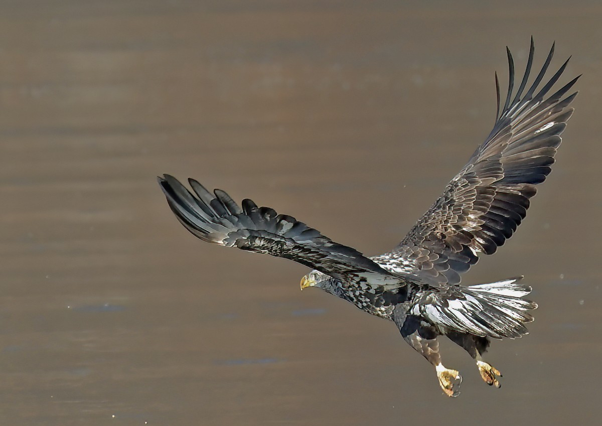 Bald Eagle - ML647464648