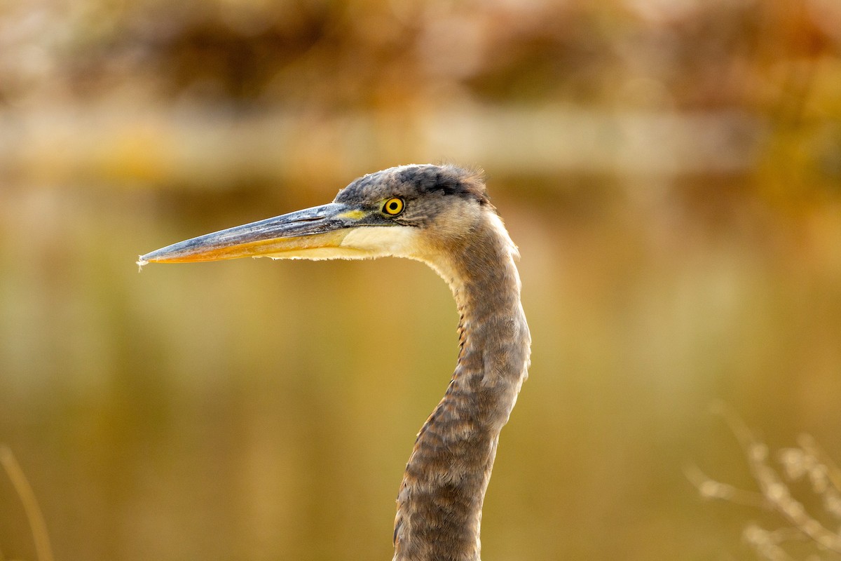 Great Blue Heron (Great Blue) - ML647464650