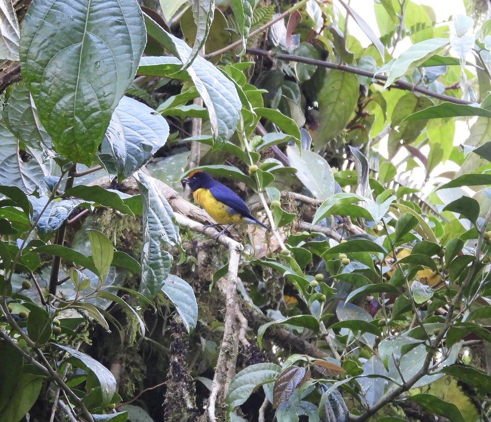 Tawny-capped Euphonia - ML647464651