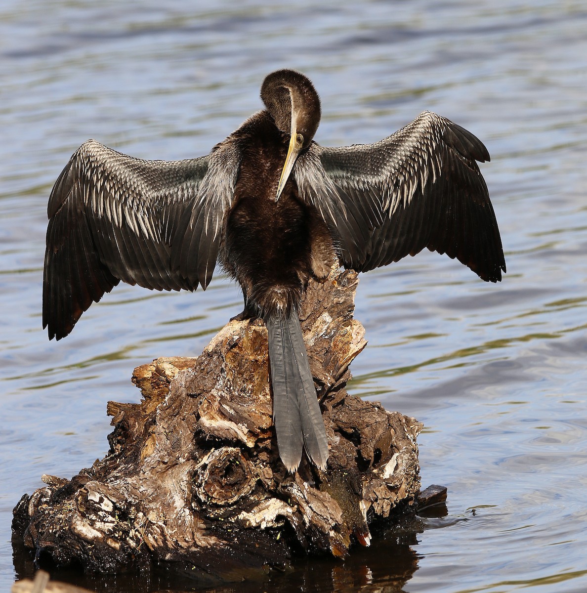 Anhinga - ML647464652