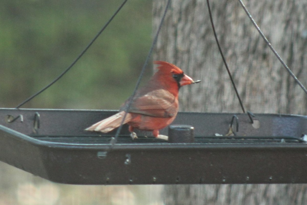 Northern Cardinal - ML647464653