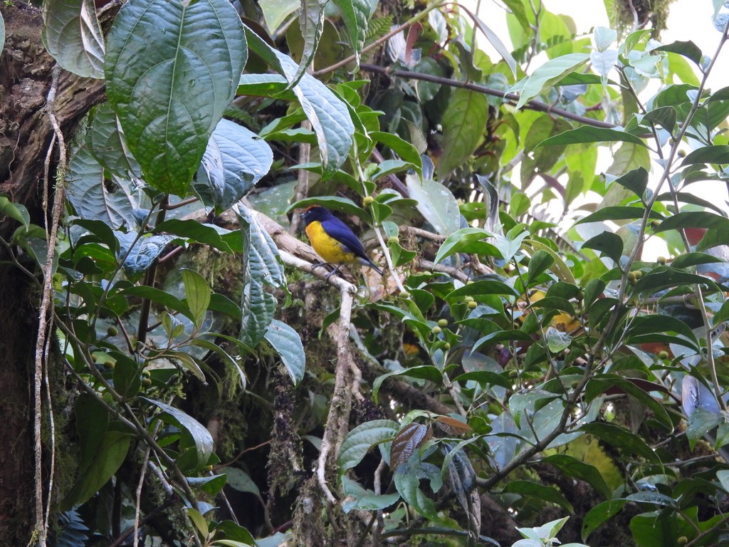 Tawny-capped Euphonia - ML647464654