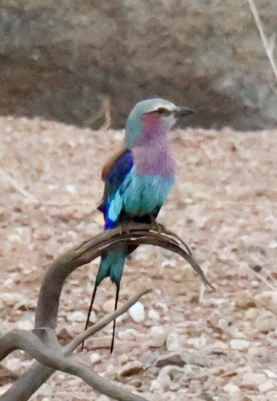 Lilac-breasted Roller - ML647464655