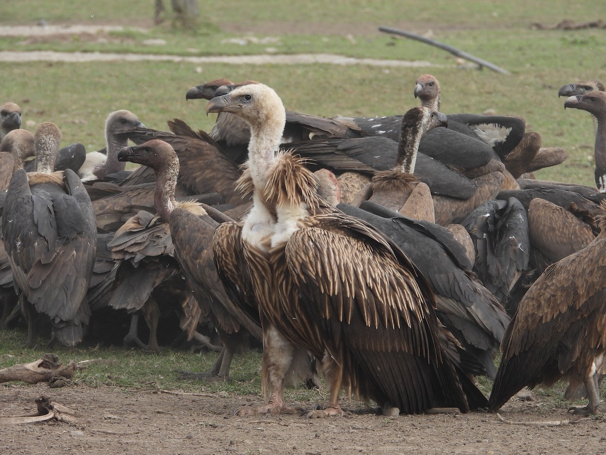 Vautour de l'Himalaya - ML647464658