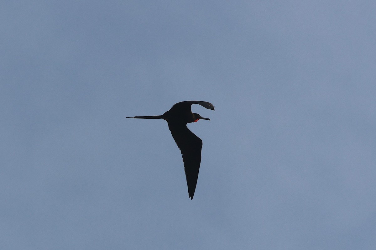 Magnificent Frigatebird (Magnificent) - ML647464659