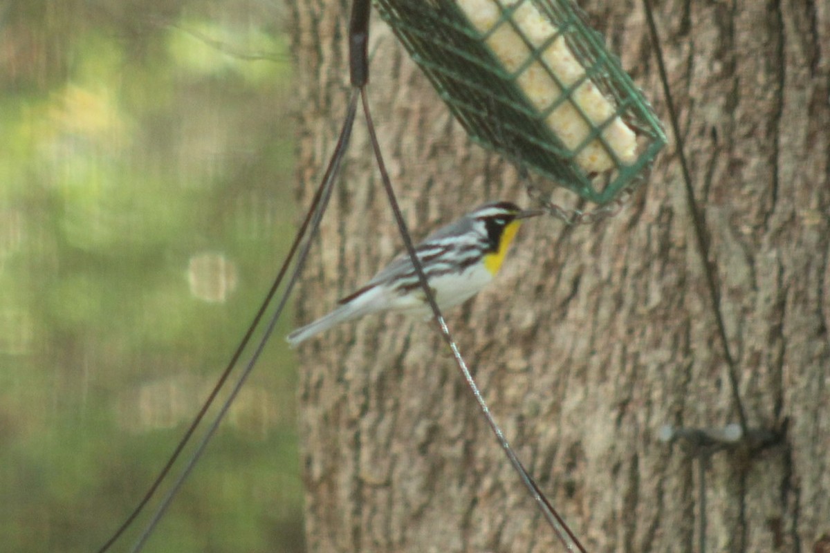 Yellow-throated Warbler - ML647464680