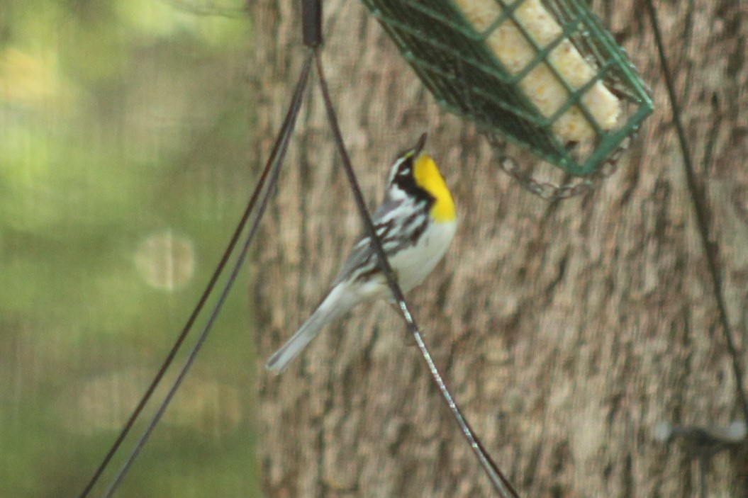 Yellow-throated Warbler - ML647464681