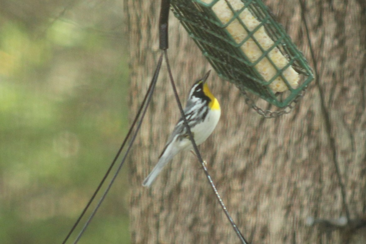 Yellow-throated Warbler - ML647464682