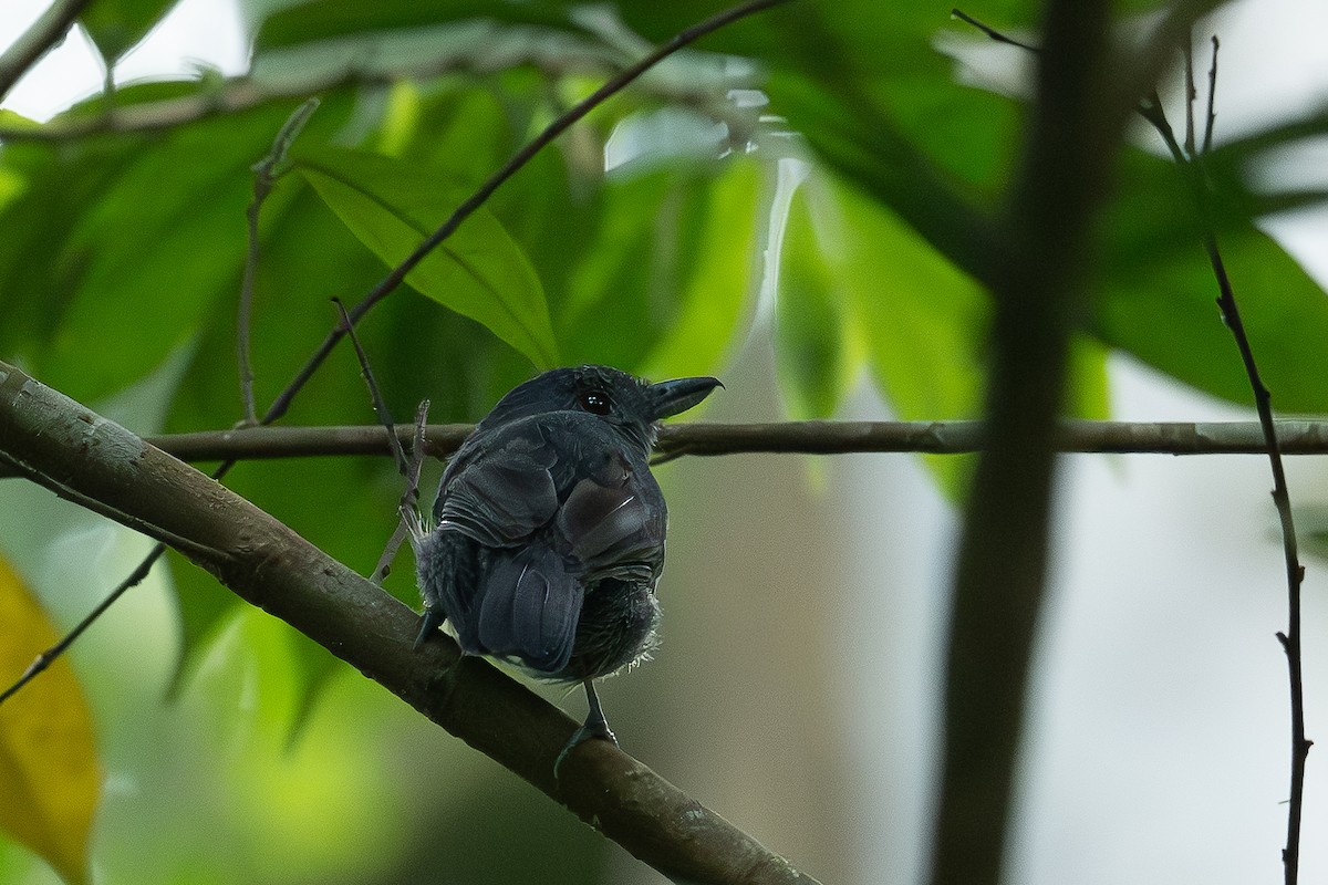 Plain-winged Antshrike - ML647464696