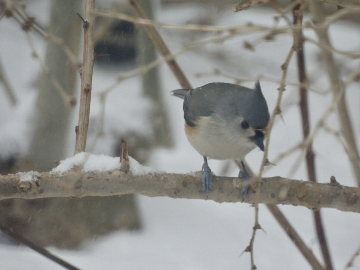 Tufted Titmouse - ML647464712