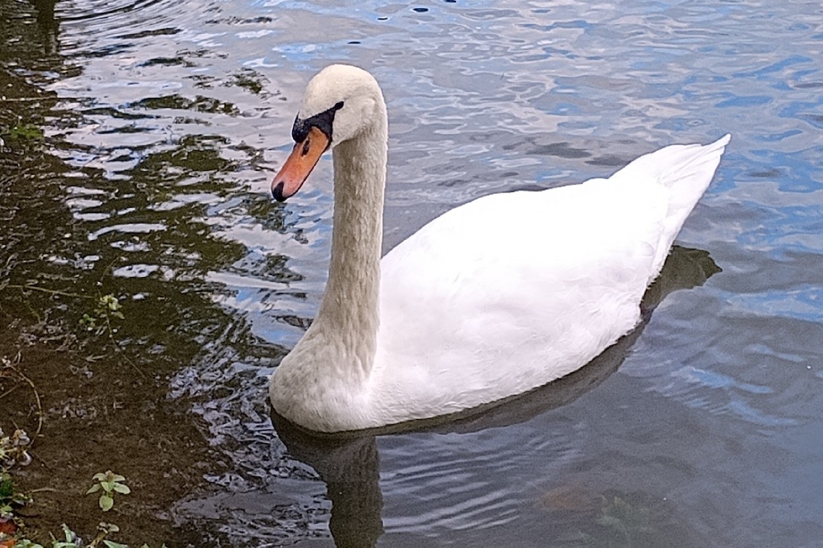 Mute Swan - ML647464713