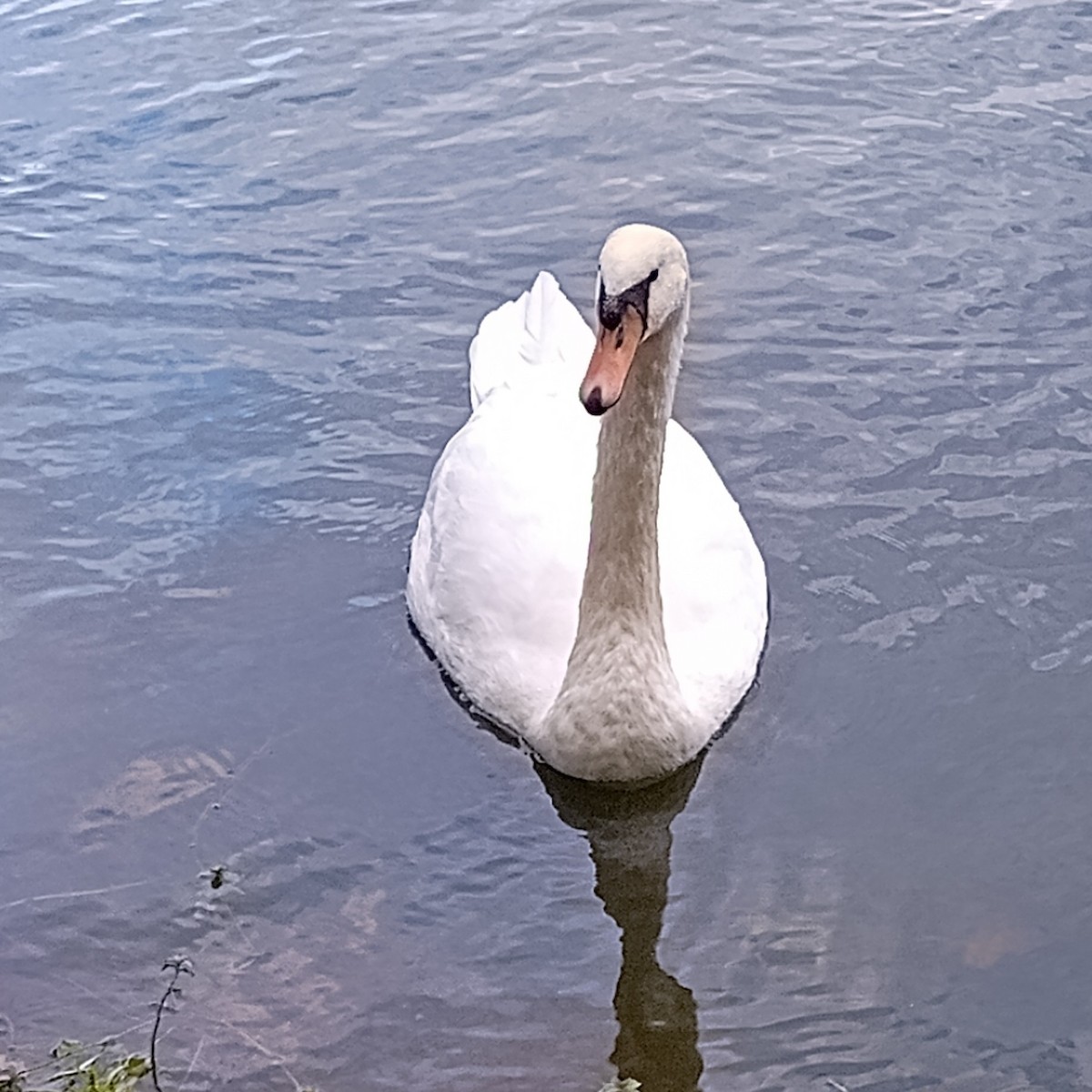 Mute Swan - ML647464714