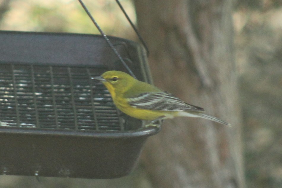 Pine Warbler - ML647464715