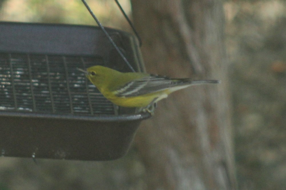 Pine Warbler - ML647464716