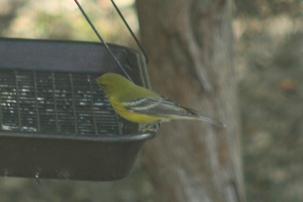 Pine Warbler - ML647464717