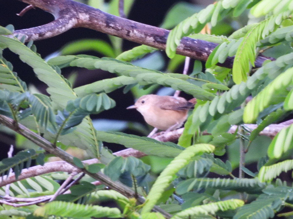 Southern House Wren - ML647464718