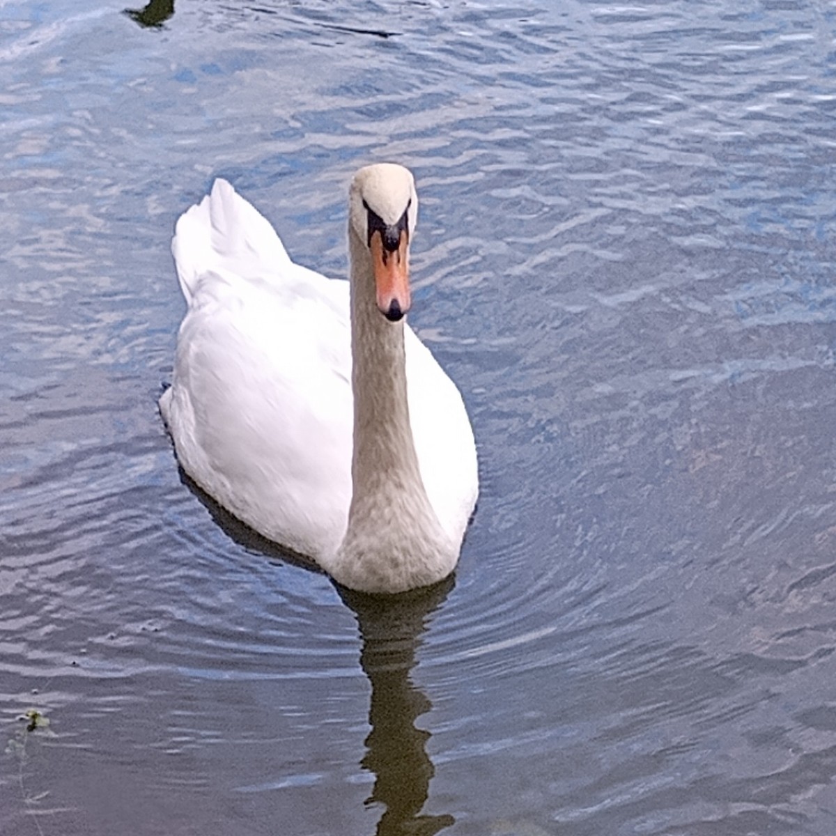 Mute Swan - ML647464719