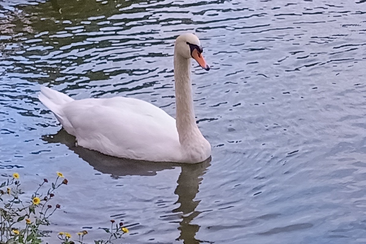 Mute Swan - ML647464721