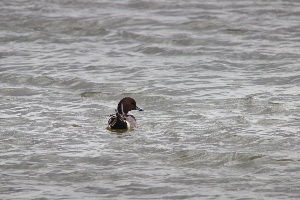 Northern Pintail - ML647464722