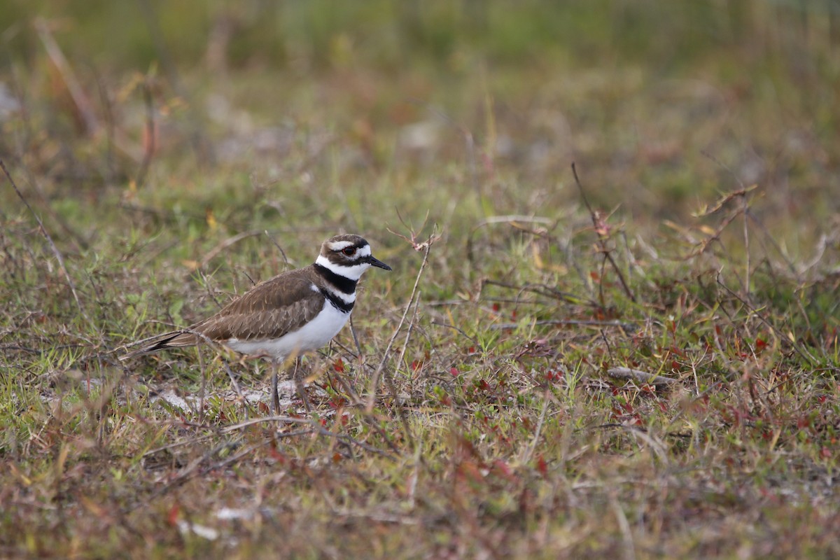 Killdeer - ML647464723