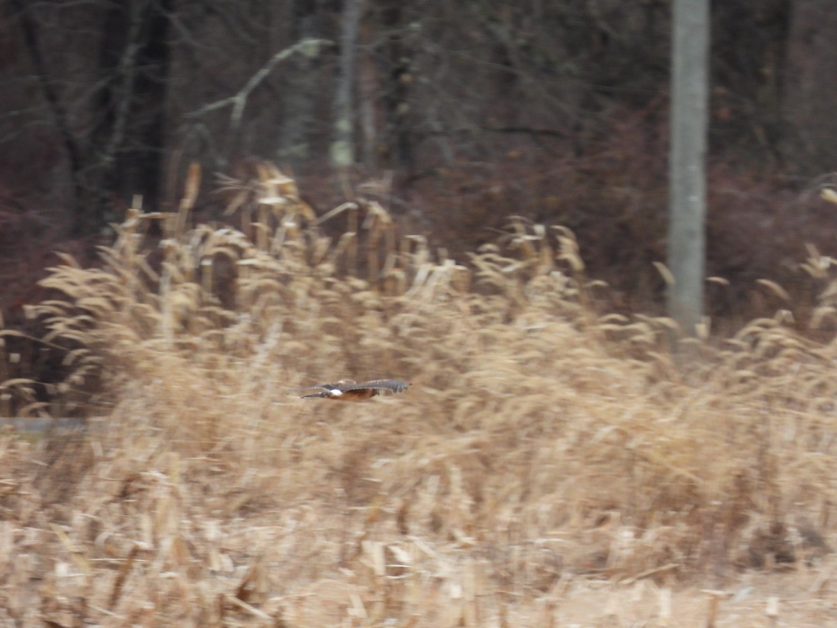 Northern Harrier - ML647464725