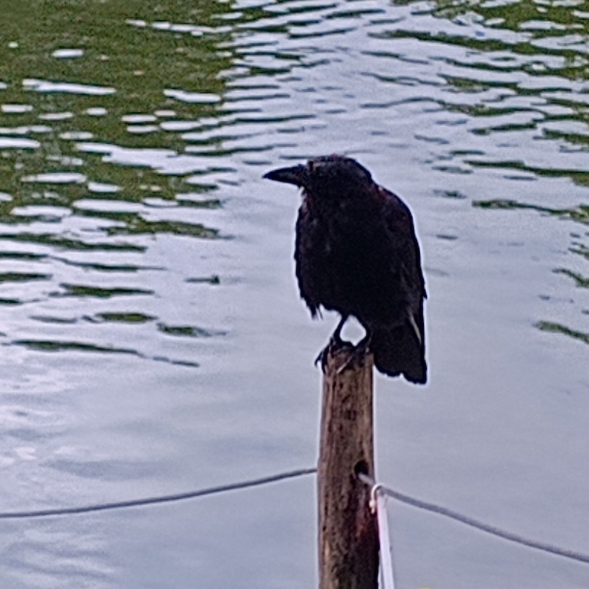 Carrion Crow (Western) - ML647464726