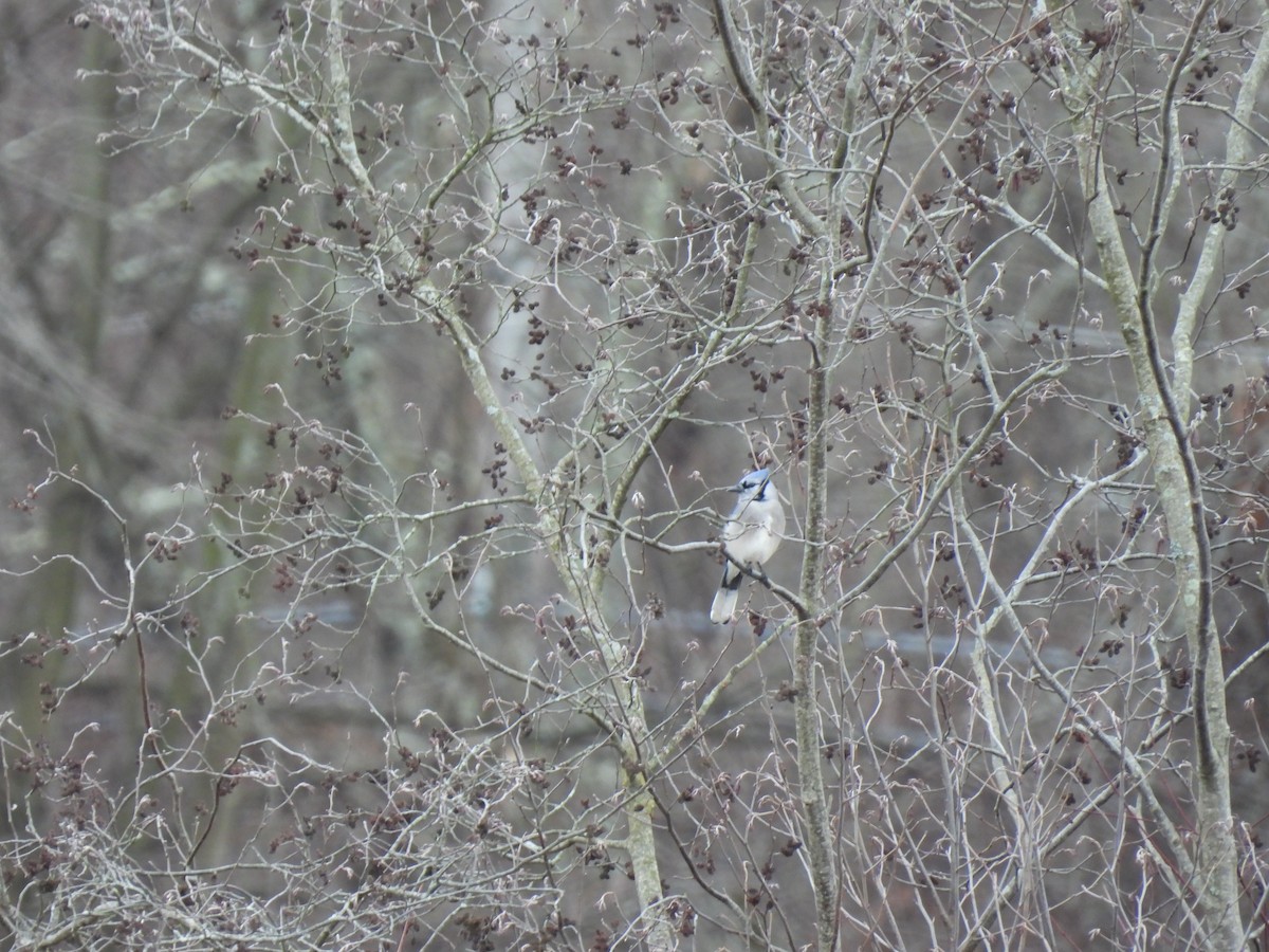 Blue Jay - ML647464727