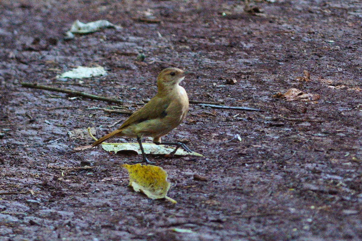 Rufous Hornero - ML647464728