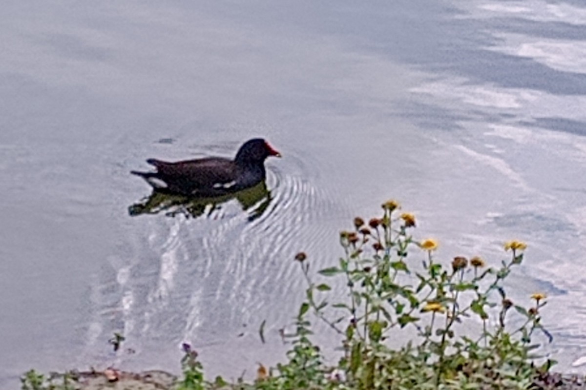 Eurasian Moorhen - ML647464729