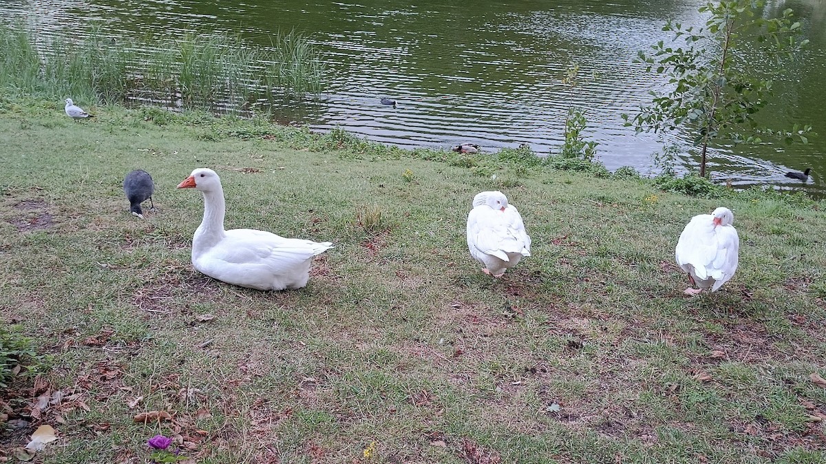 Graylag Goose (Domestic type) - ML647464730