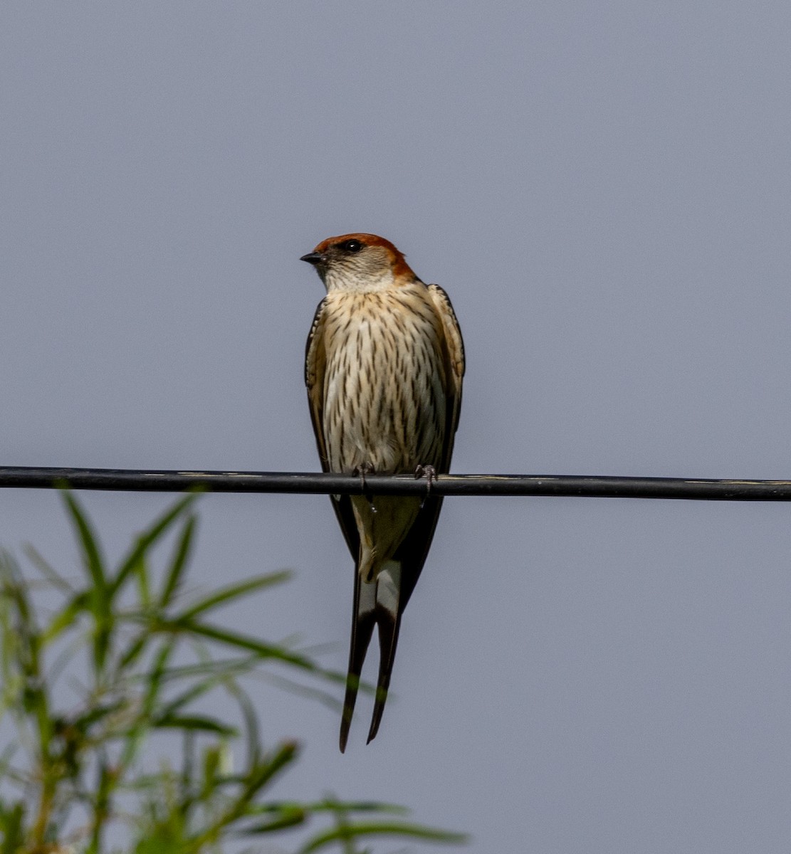 Greater Striped Swallow - ML647464737
