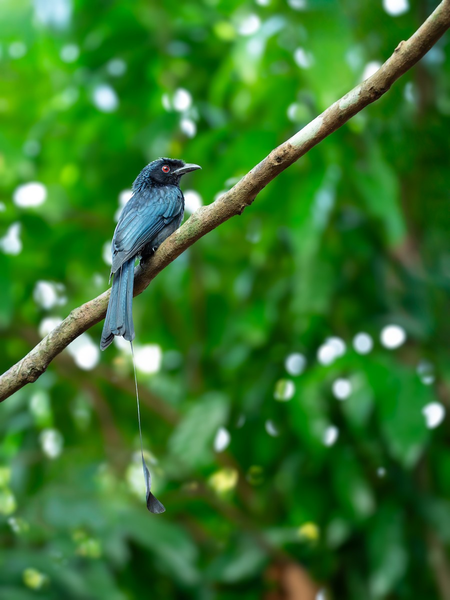 Greater Racket-tailed Drongo - ML647464738